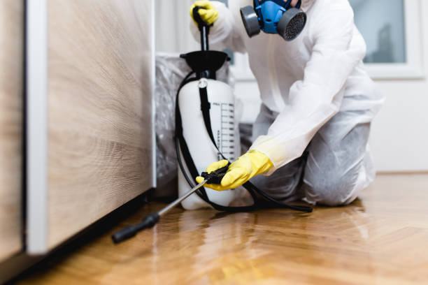 Best Flea Control Services  in Port Royal, SC