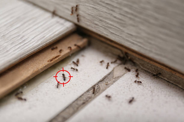 Pest Prevention Services in Port Royal, SC