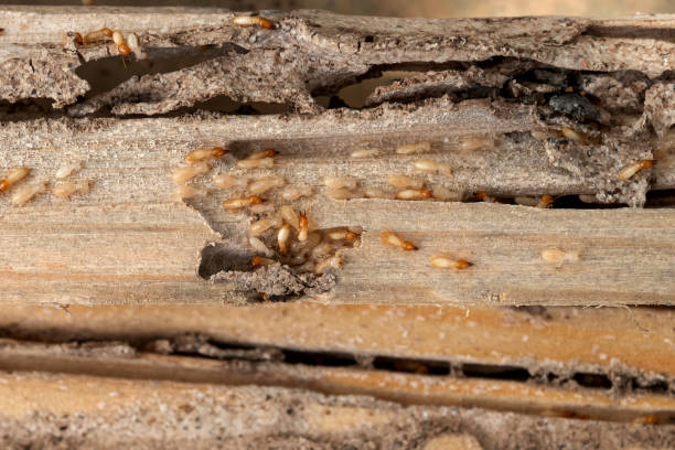 Professional Pest Control in Port Royal, SC