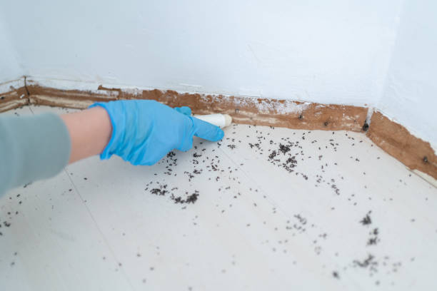 Best Termite Control Services  in Port Royal, SC